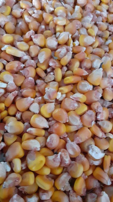 Porumb de vanzare producție 2025