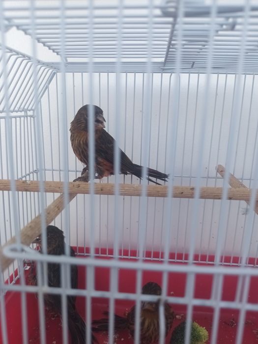 Pui canari  diferite culori