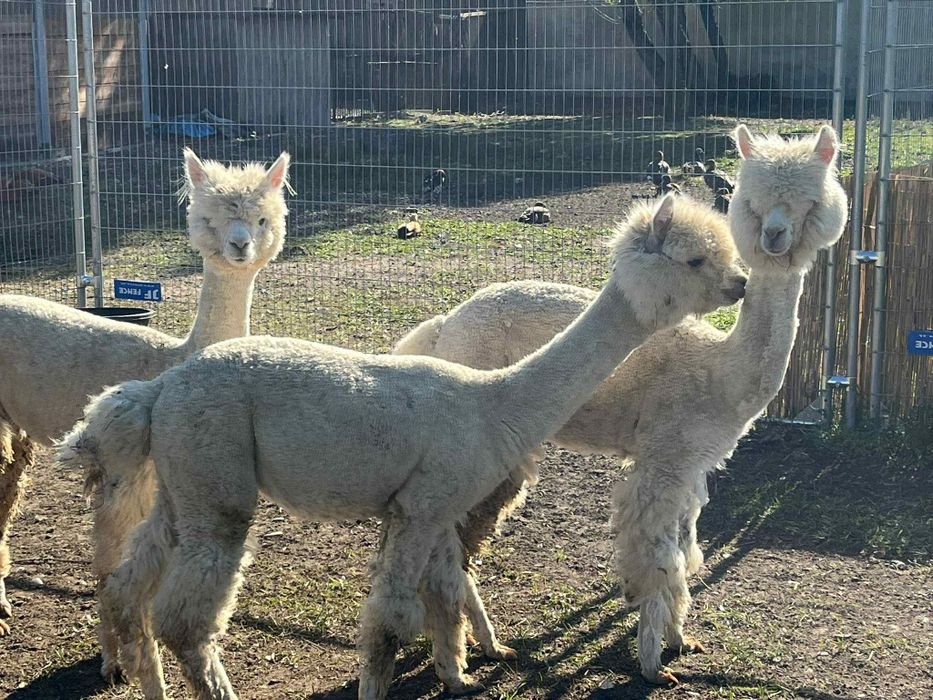 Alpaca femele disponibile