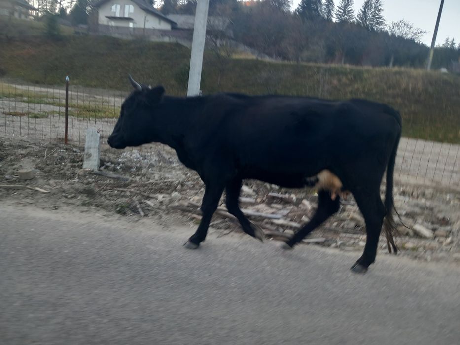 Vacă de vanzare gestantă