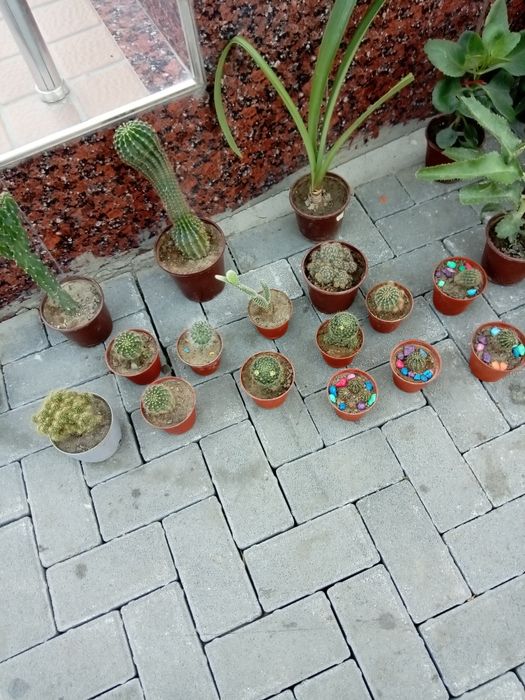 Домашние цветы!!