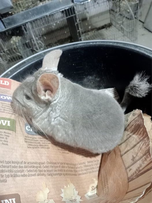 Chinchilla / sinsila, adorabilul animalut de companie. DE VANZARE.