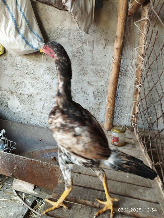 Дакан товик сотилади