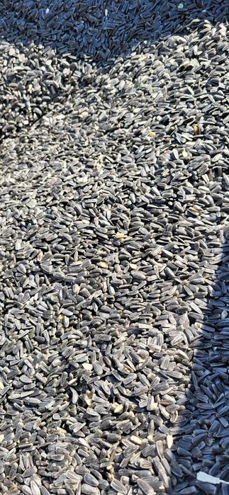 Floarea soarelui de vânzare