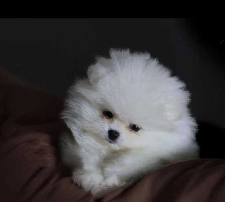 Померан мъжко и женско