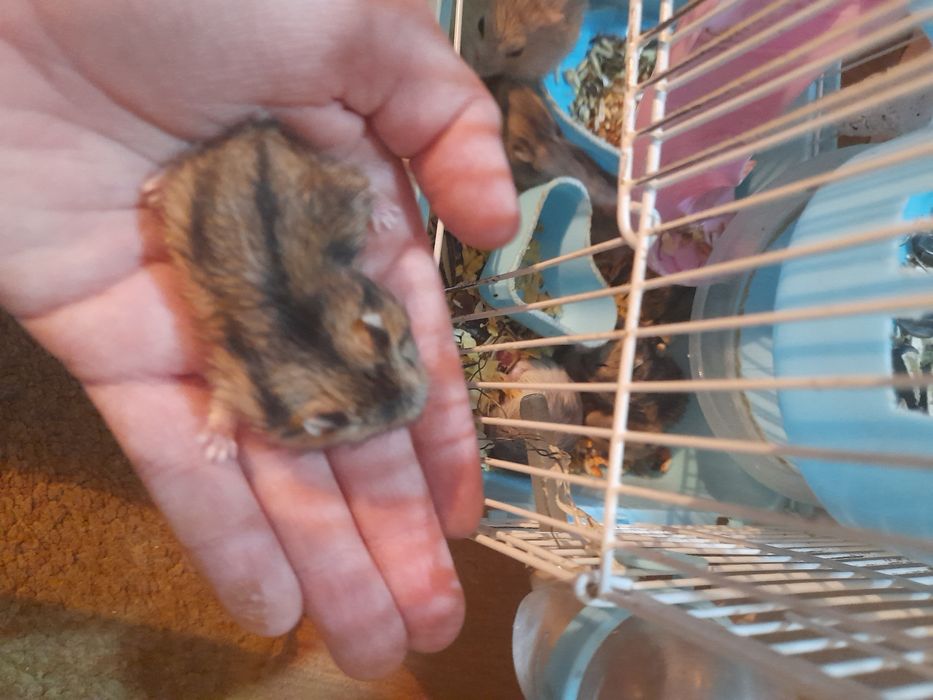 Хомяки джунгарские продам