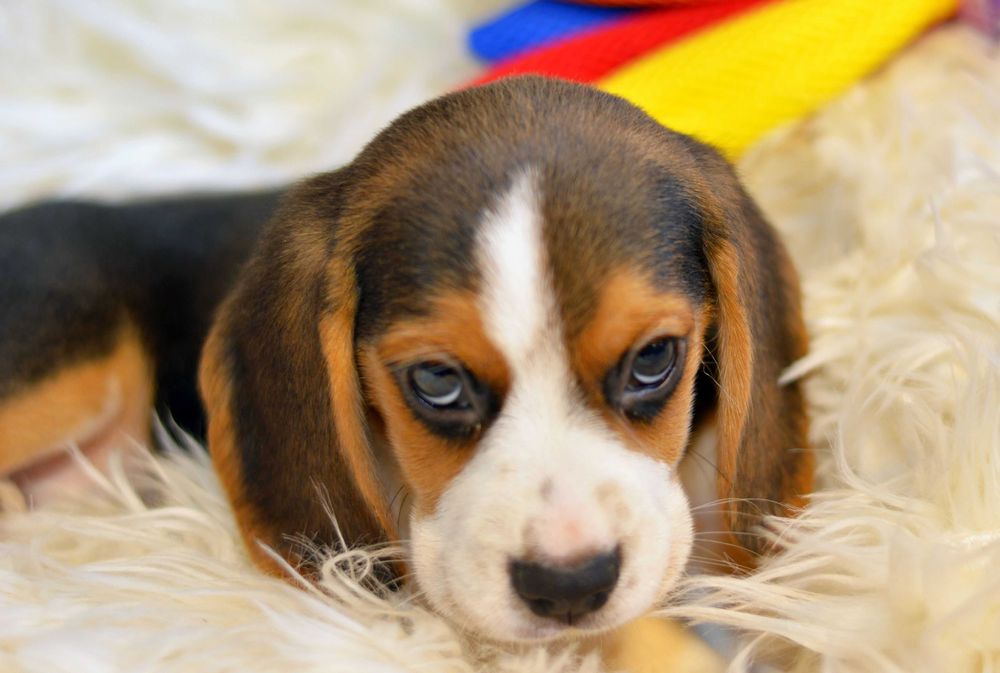 Pui Beagle tricolor din parinti cu pedigree