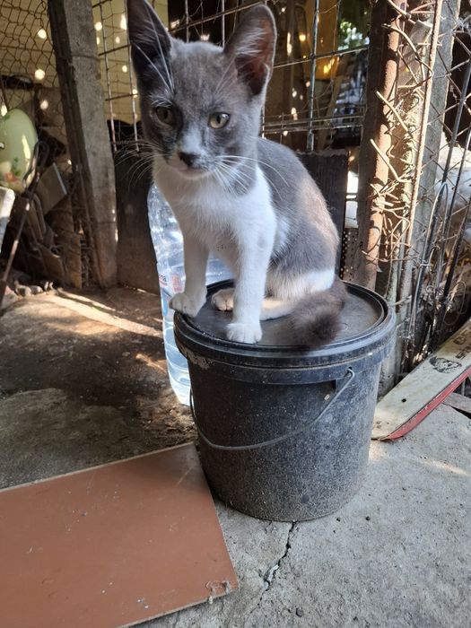 Ofer spre adopție motănel