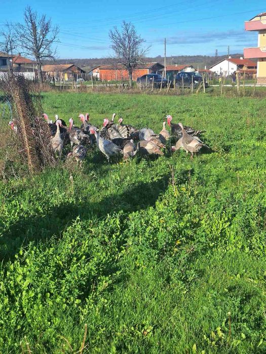 Домашни селски пуйки