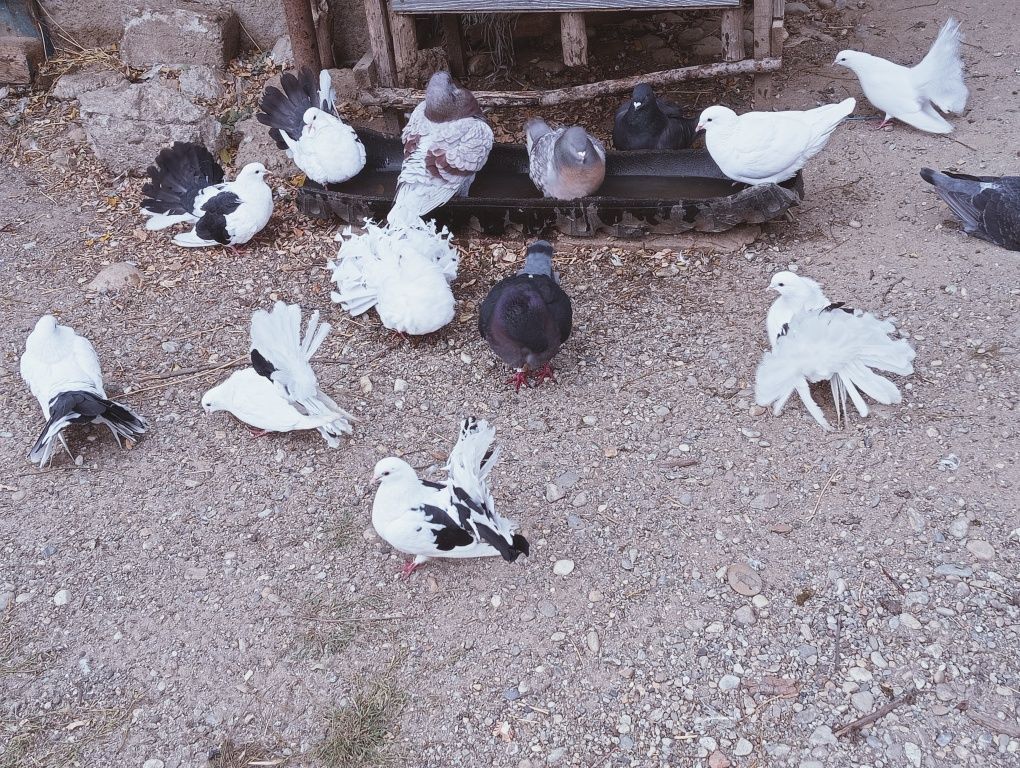 Vând porumbei înfoiat  de anul acesta  și o pereche de kingi