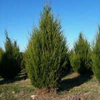 Ienupar de Virginia (Juniperus virginiana)
