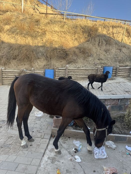 Жылкы 2 жасар каскеленде тур