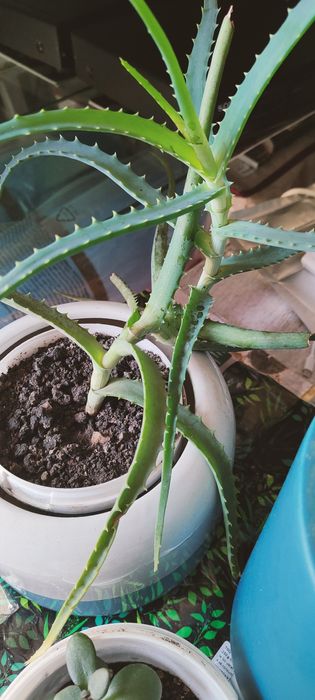 Vând planta decorativa Crassula și Regina Purpurie