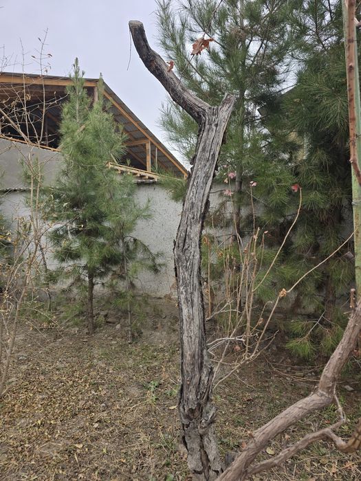 Дрова дров утин otin utin