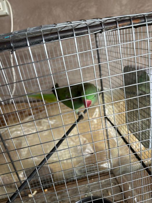 Marele Papagal Alexander