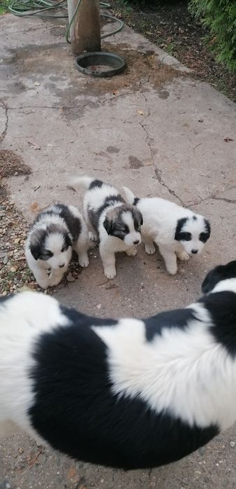 Каракачански кученца