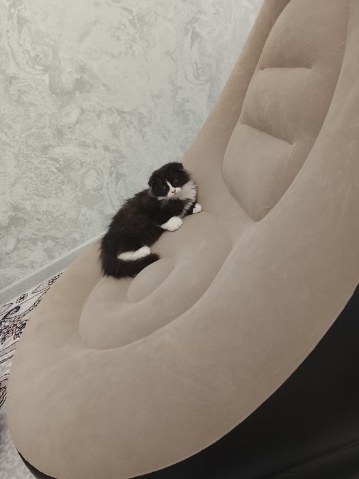 Телевизор и телефон кора диган Киз бола мушук сотилади