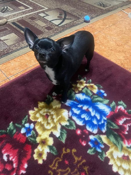 Чихуахуа девочка