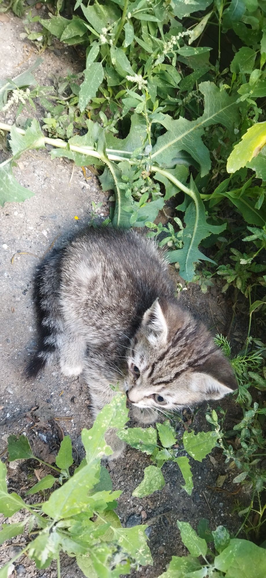 Классные котятки