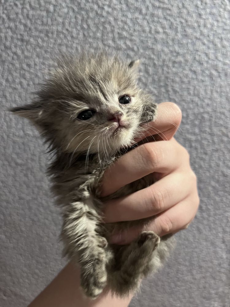 Котята Бесплатно