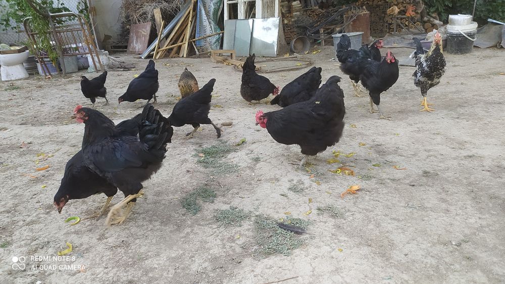 Продаются петухи и куры оптом домашние не инкубаторские .