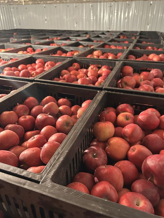 Продам Яблоки Американка  оптом