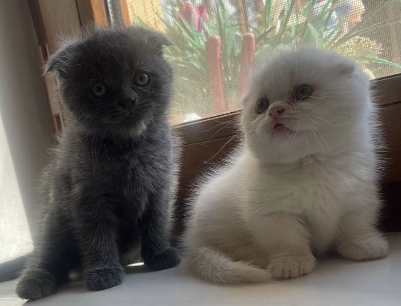Скоттиш фолд мальчик котенок