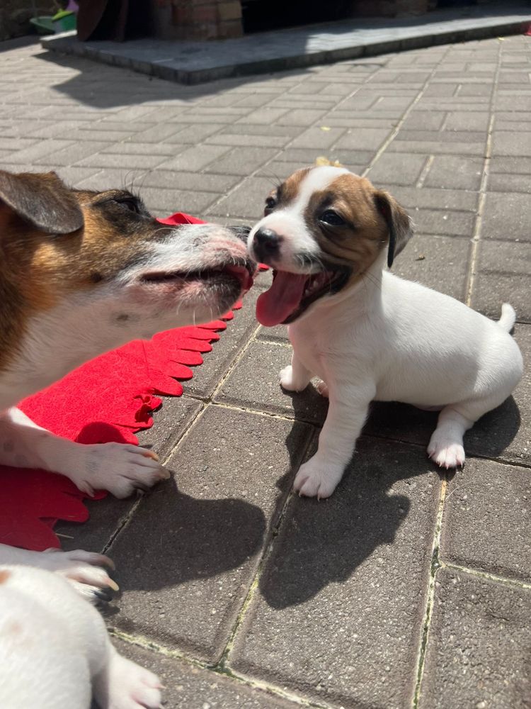 Jack Russell Terrier