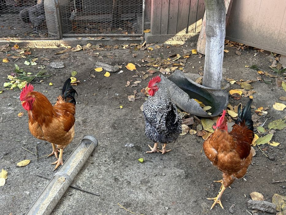 Cocosi tineri, 8 luni