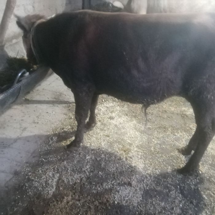 Жондор калсо олдида