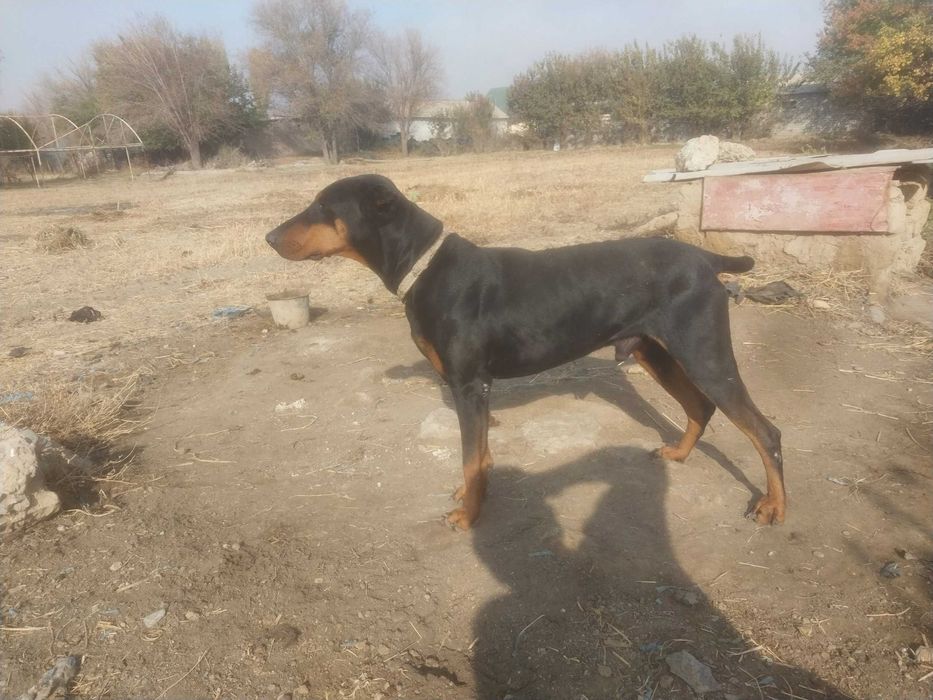 Erkak daberman yoshi 2da