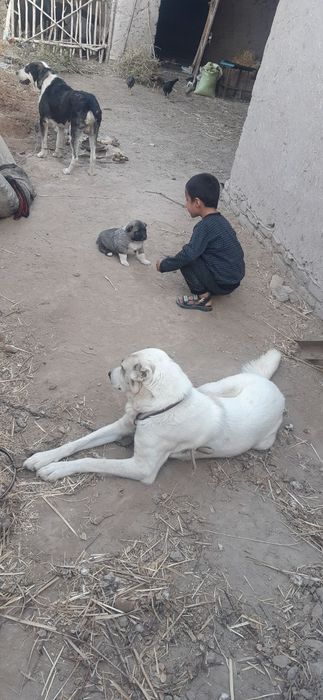 ит сотилади 100$