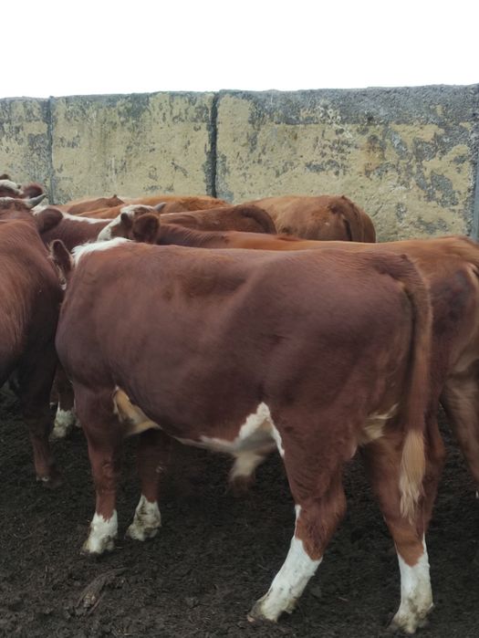 Бұқа 30 бас  срочно .