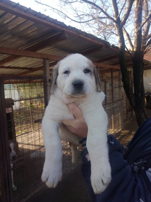 Mascul de Asia Centrala