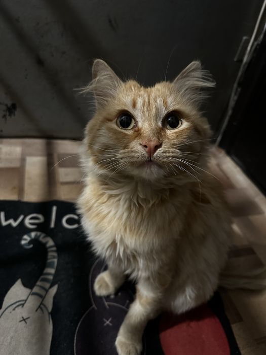Котик ищет семью!