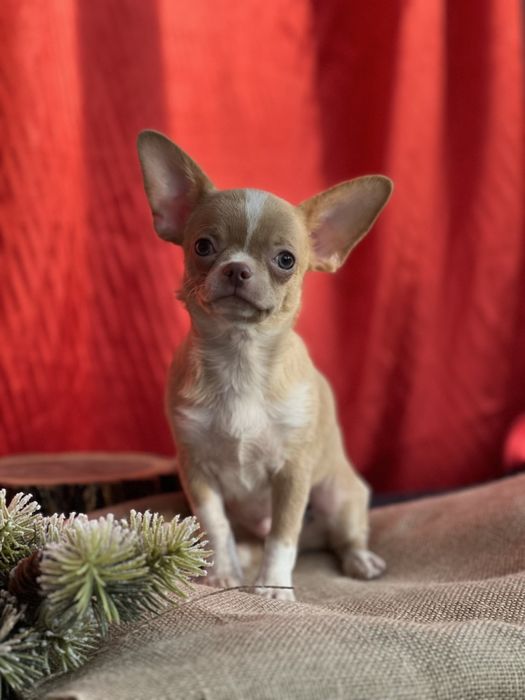 Продается щенок чихуахуа