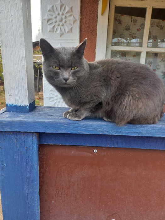 Отдам в добрые руки котика