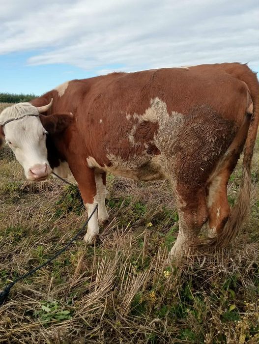 Vând vaca gestantă