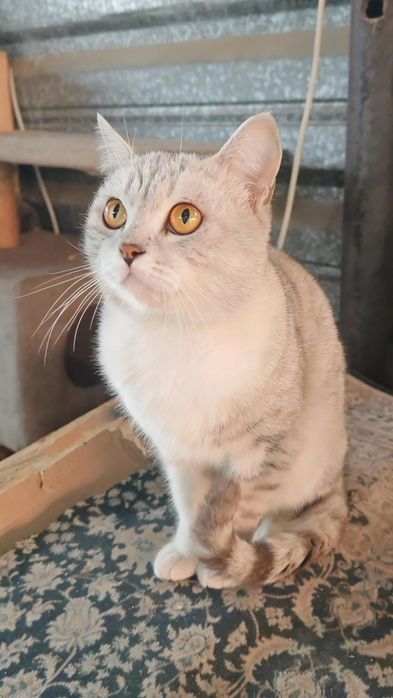 Котик ищет дом и добрые руки!