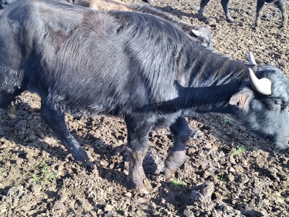 Vând taurasi de bivol