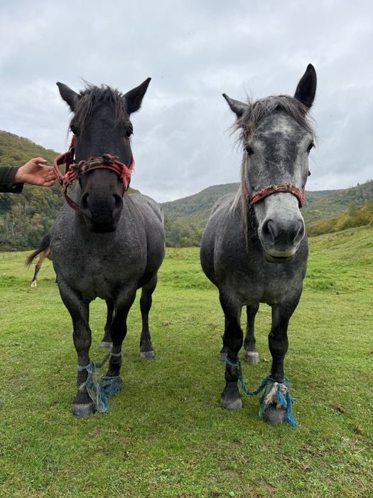 Vând două mânze surori