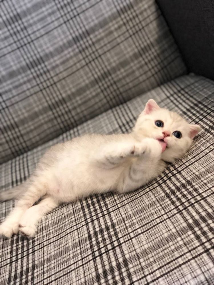 Продается котёнок!