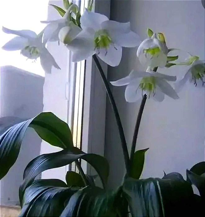 Продаю комнатный эухарис(амазонская лилия) 10000