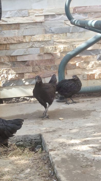 Qora tovuq jo'jalari 5 dona 4,5 oylik donasi 200 000 hammasini sotaman