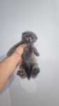 Scottish fold va straight