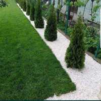 Plante decorative oriunde in tara