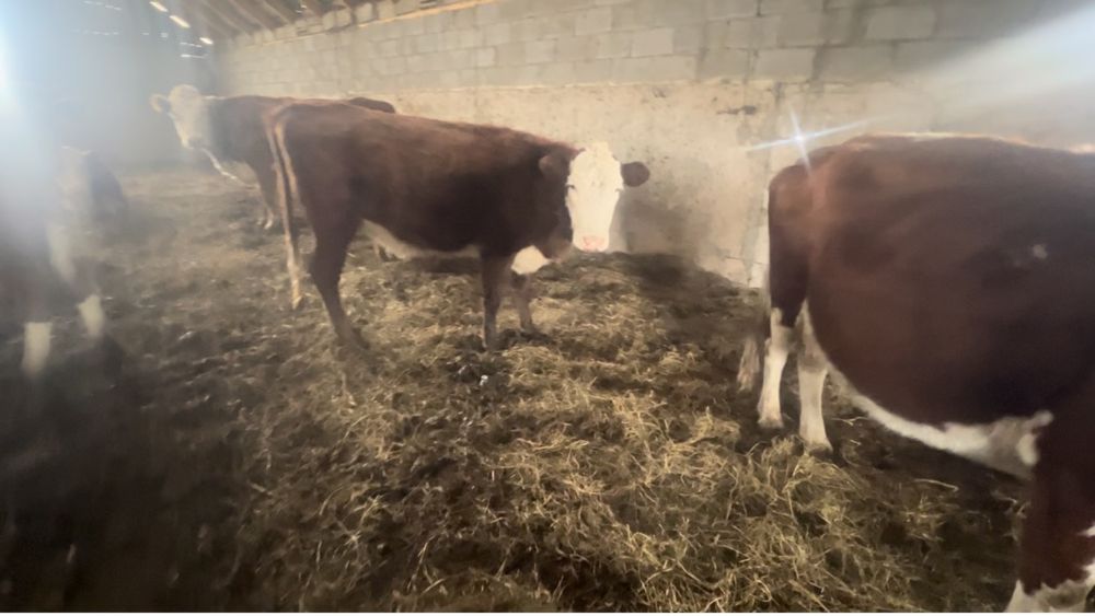 Продам телок ..…