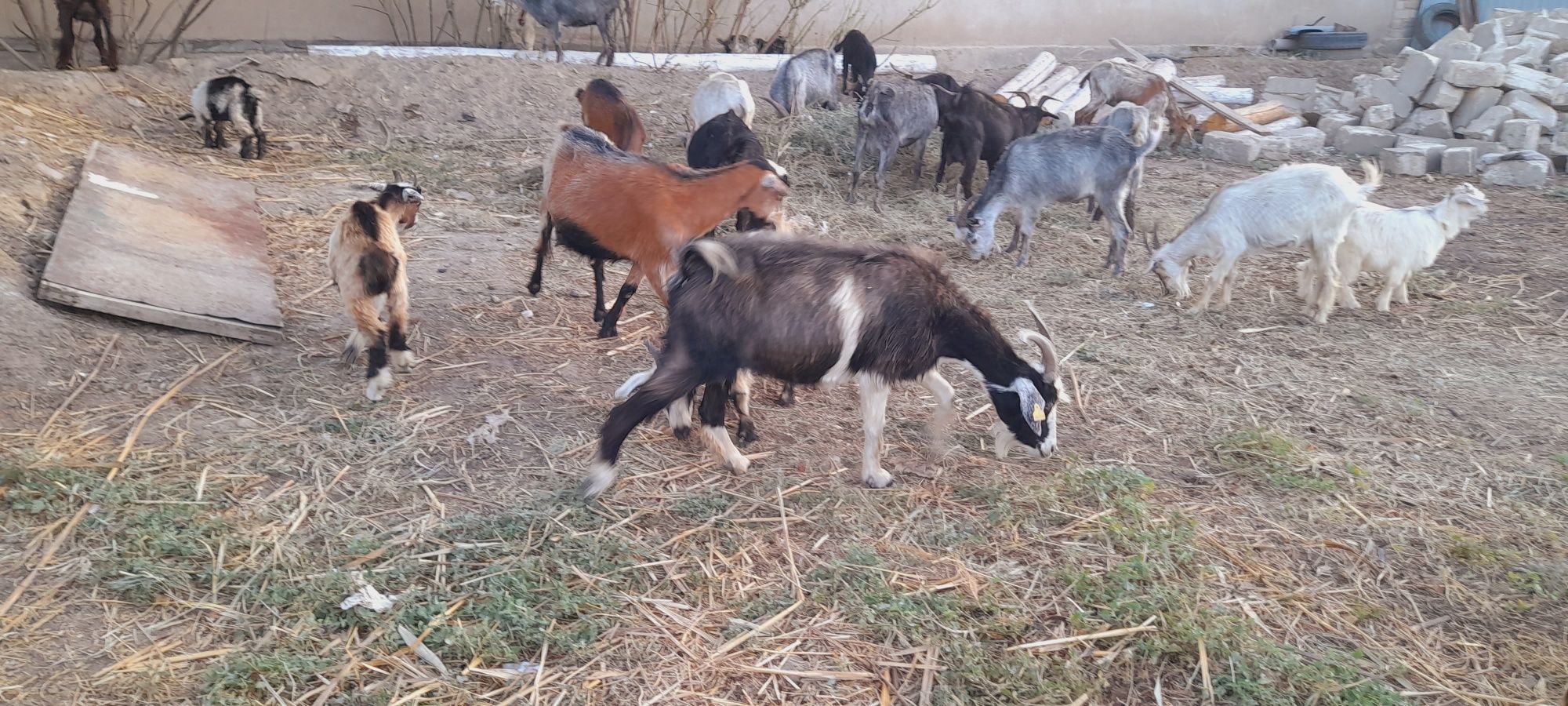 Ешкілер, лақтар бар,