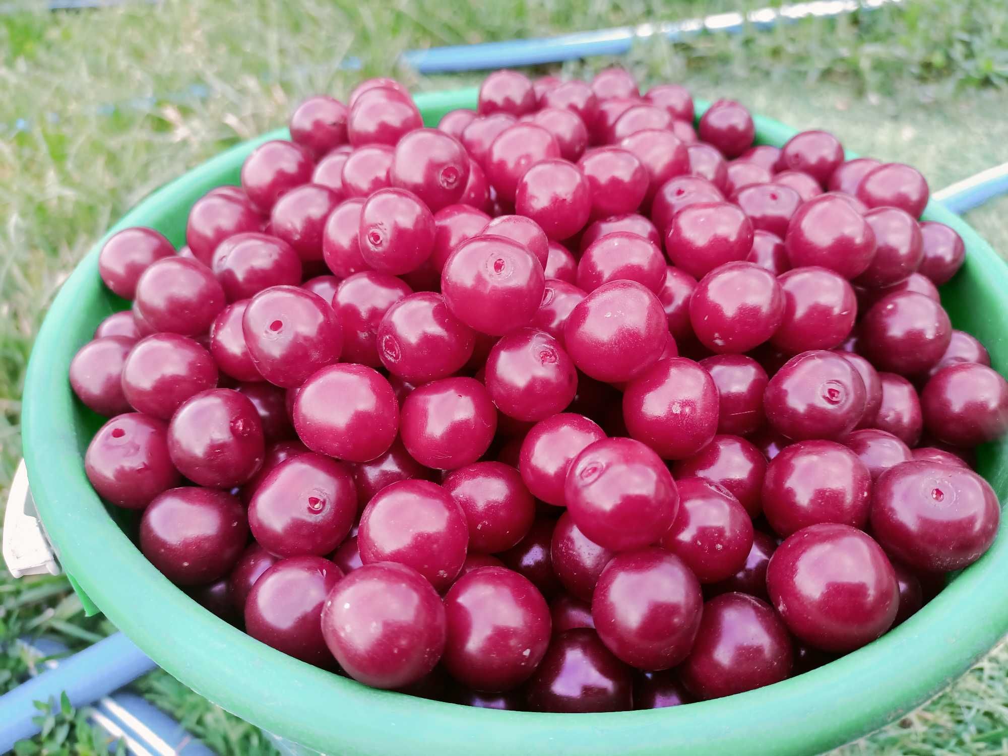 Продам дачную вишню