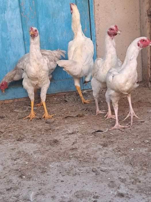 Петушки Дакан + Джерсийский